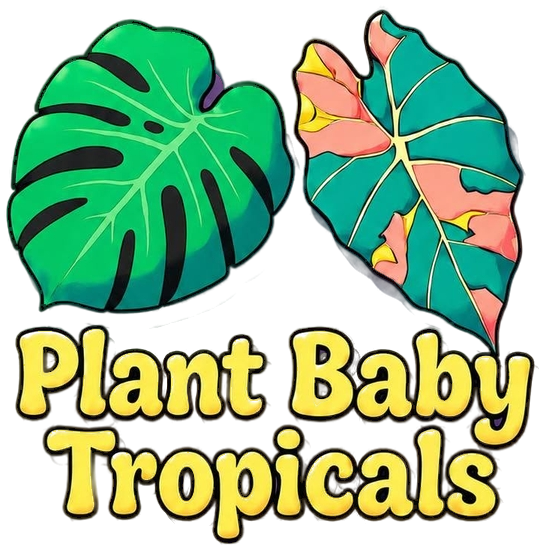 Plant Baby Tropicals